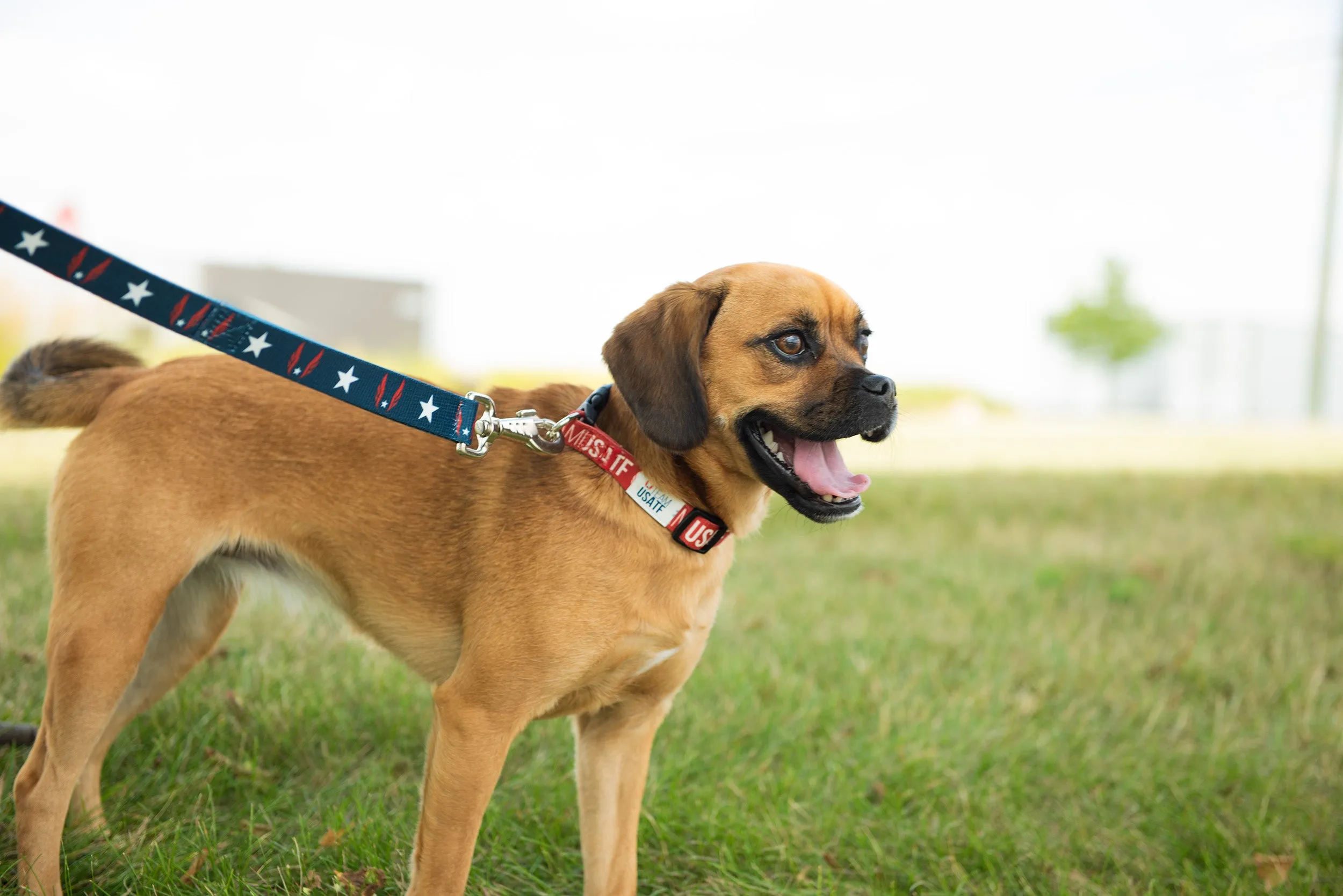 USATF Dog Running Leash